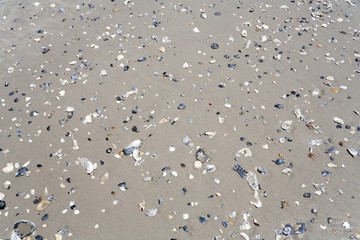 Shells at beach