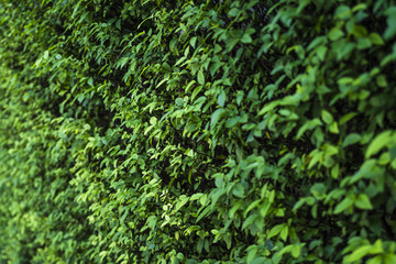 green leaf wall background with depth of field, focus on the center.