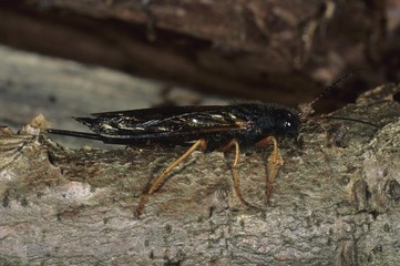 Steely-blue Wood Wasp (Sirex juvencus)