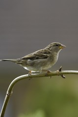 House Sparrow (Passer domesticus), female