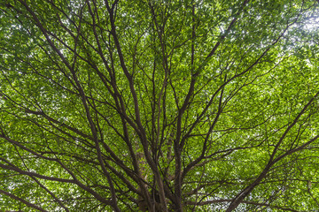 looking up to green leafs of a tree with multiple branches.