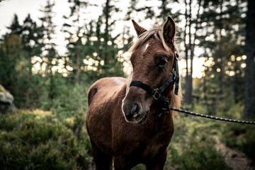 Nordland Horse from Norway