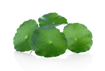 Fototapeta na wymiar Closeup leaf of Gotu kola, Asiatic pennywort, asiatic leaf isolated on white background