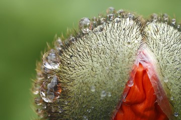 Flower bud of poppy, Papaver nudicaule