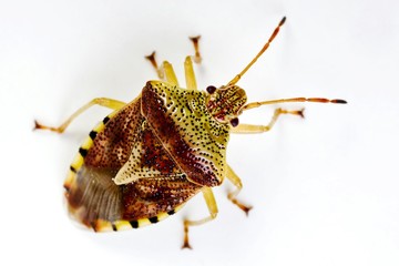Parent Bug (Elasmucha grisea)