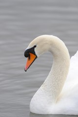 Obraz premium Mute Swan (Cygnus olor)