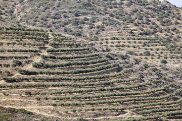 Olive plantation, Crete, Greece, Europe
