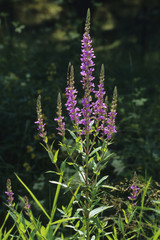 Purple loosestrife [Lythrum salicaria]