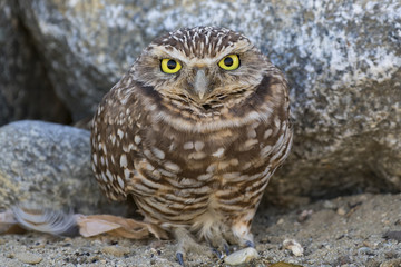 Obraz premium Bird burrowing owl stare