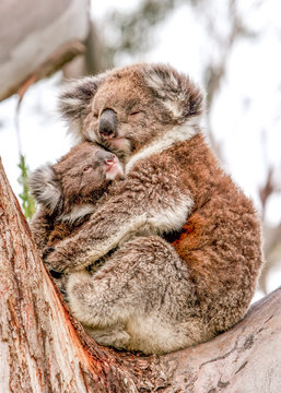 Australien, Victoria, Cape Otway, Koalab&auml;renmutter h&auml;lt ihr Baby im Arm, sitzend im Eukalyptusbaum