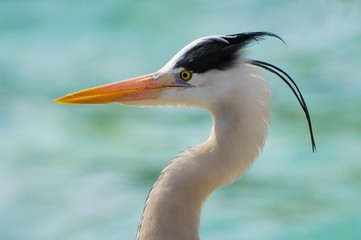 Grey Heron (Ardea cinerea)