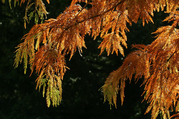 Pond cypress var. Nutans in autumn colours (Taxodium ascendens var. Nutans)