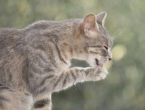 Young grey tabby cat cleaning its paw