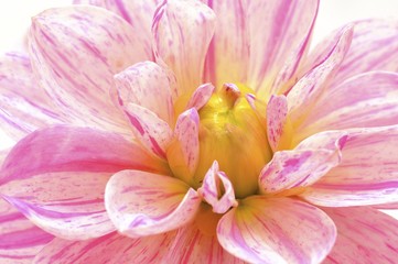 Fototapeta na wymiar Flowering Dahlia (Dahlia)