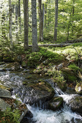 Obraz premium Mixed forest, Ohe stream, Bayerischer Wald National park, Lower Bavaria, Germany, Europe
