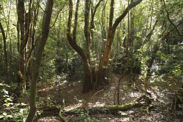 Garajonay National Park, laurel forest, laurisilva, La Gomera, Canary Islands, Spain, Europe