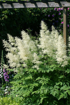 Flowering goats beard (Aruncus dioicus)