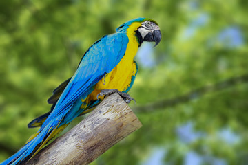 The Blue Macaw