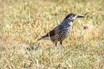 nutcracker bird autumn grass