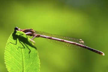 Dragonfly (Odonata) on leaf