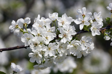 Obraz premium Blooming cherry tree (Prunus avium) - Altes Land, Hamburg, Lower Saxony, Germany, Europe