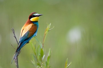 European Bee-eater (Merops apiaster), Osli, Gyor-Moson-Sopron, Hungary, Europe