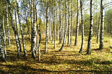 Obraz premium Birch wood by autumn