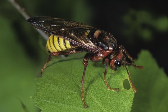 Sawfly (Cimbex lutea)