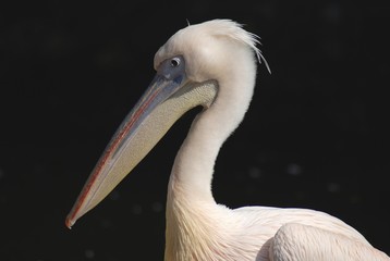 Pelican (Pelecanidae)