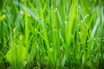 green grass - 175636666