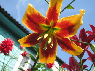 red-orange lily close-up