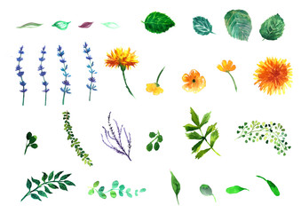floral set. Collection with leaves.Spring or summer design for invitation, wedding or greeting cards.
