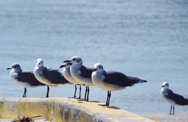 Row of Seaguls