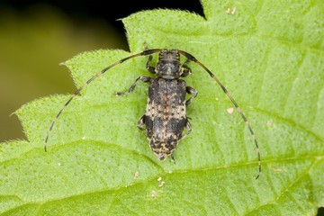 Mesosa nebulosa