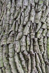 natural texture backgrounds, oak bark