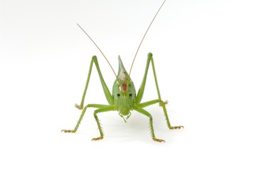 Bush-cricket (Tettigonia viridissima)