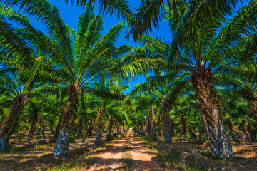 Obraz na płótnie Canvas Pineapple plantation. Lanta. Krabi, Thailand.