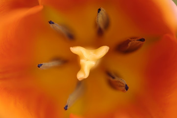 Fototapeta premium Tulips (tulipa)