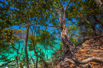 Amazing tropical trees on the Tup Island. AO Nang, Krabi, Thailand.