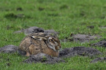 European hare (Lepus europaeus)