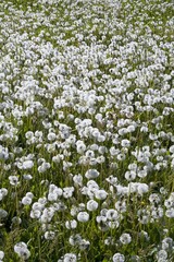 Meadow of dandelion clocks, blowballs, (Taraxacum officinale), seed heads