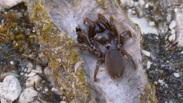 Spider Atypus muralis