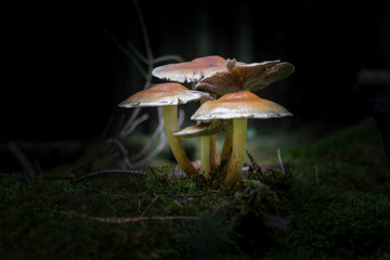 mushrooms in forest