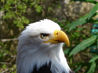 Eagle Alaska