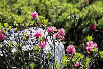 Obraz premium Hairy Alpine Rose (Rhododendron hirsutum), Kaunertal Valley, Tyrol, Austria, Europe