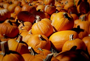 Pumpkin Patch