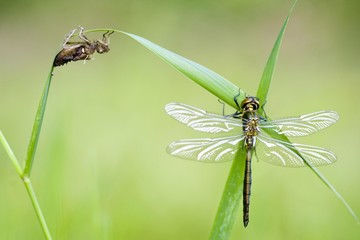 Common Darter (Sympetrum striolatum)