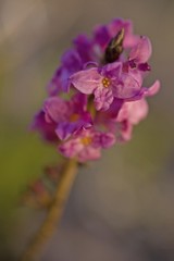 Obraz premium February Daphne or Mezerion (Daphne mezereum)