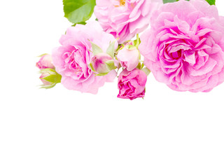 Antique pink roses in the corner isolated on white