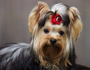 yorkshire terrier dog on a wooden background
